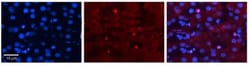 ZGPAT Antibody, Novus Biologicals:Antibodies:Primary Antibodies