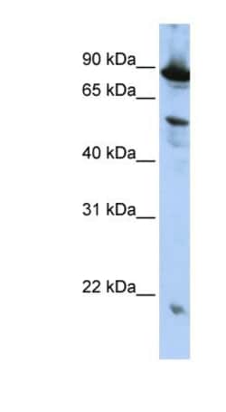 ZGPAT Antibody, Novus Biologicals:Antibodies:Primary Antibodies