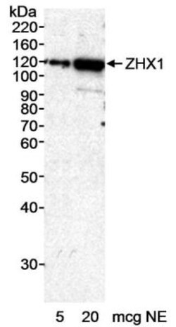 ZHX1 Antibody, Novus Biologicals 0.1mL; Unlabeled:Antibodies, Polyclonal