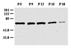 ZIC1 Antibody - BSA Free, Novus Biologicals 0.1mL; Unlabeled:Antibodies,