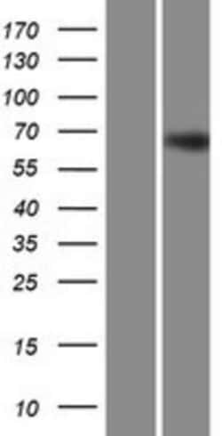 Novus Biologicals&trade;&nbsp;Zinc finger protein 668 Overexpression Lysate