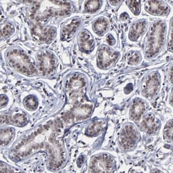 Zinc finger protein 773 Antibody, Novus Biologicals 25 &mu;L, Unlabeled:Antibodies,