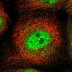 Zinc finger protein 793 Antibody, Novus Biologicals 25 &mu;L; Unlabeled:Antibodies,