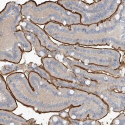 Zinc finger protein 793 Antibody, Novus Biologicals 25 &mu;L; Unlabeled:Antibodies,