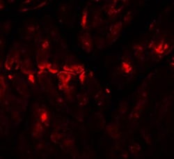 Zinc finger and BTB domain-containing protein 9 Antibody - BSA Free, Novus