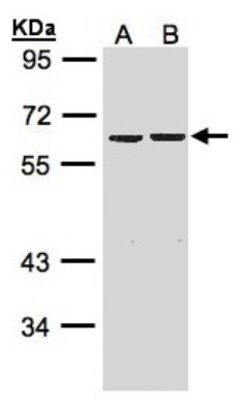 ZKSCAN3 Antibody - BSA Free, Novus Biologicals 0.1mg; Unlabeled:Antibodies,