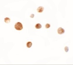 ZMIZ1/Zimp10 Antibody - BSA Free, Novus Biologicals 0.1mg; Unlabeled:Antibodies,