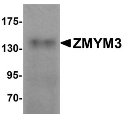 ZMYM3 Antibody - BSA Free, Novus Biologicals 0.1mg; Unlabeled:Antibodies,