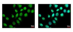 ZMYND11 Antibody, Novus Biologicals 0.1mL; Unlabeled:Antibodies, Polyclonal