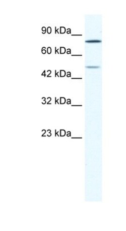ZNF12 Antibody, Novus Biologicals:Antibodies:Primary Antibodies