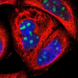 ZNF146 Antibody, Novus Biologicals:Antibodies:Primary Antibodies