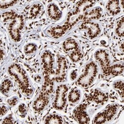 ZNF146 Antibody, Novus Biologicals:Antibodies:Primary Antibodies