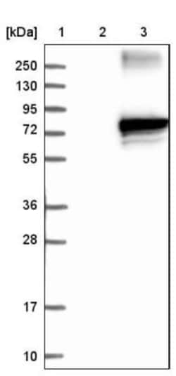 ZNF179 Antibody, Novus Biologicals 0.1mL; Unlabeled:Antibodies, Polyclonal