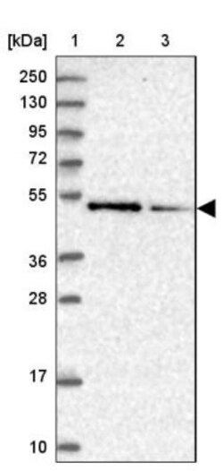 ZNF181 Antibody, Novus Biologicals:Antibodies:Primary Antibodies
