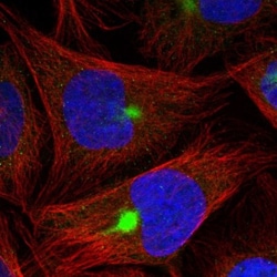ZNF189 Antibody, Novus Biologicals:Antibodies:Primary Antibodies