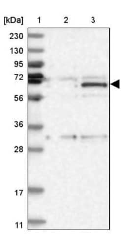 ZNF189 Antibody, Novus Biologicals:Antibodies:Primary Antibodies