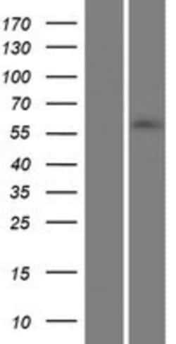 Novus Biologicals&trade;&nbsp;ZNF215 Overexpression Lysate