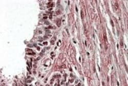 ZNF217 Antibody, Novus Biologicals 0.1mg; Unlabeled:Antibodies, Polyclonal