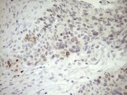 ZNF230 Antibody (OTI1E2), Novus Biologicals 0.1mL; Unlabeled:Antibodies,