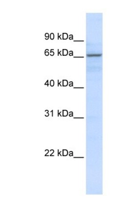 ZNF256 Antibody, Novus Biologicals:Antibodies:Primary Antibodies