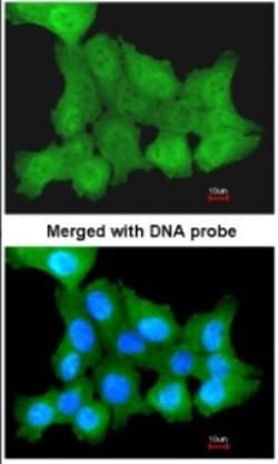 ZNF259 Antibody, Novus Biologicals 0.1mL; Unlabeled:Antibodies, Polyclonal