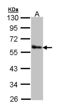 ZNF259 Antibody, Novus Biologicals 0.1mL; Unlabeled:Antibodies, Polyclonal