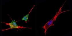 ZNF259 Antibody (LG1) - BSA Free, Novus Biologicals 0.1mg; Unlabeled:Antibodies,