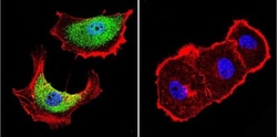 ZNF259 Antibody (LG1) - BSA Free, Novus Biologicals 0.1mg; Unlabeled:Antibodies,