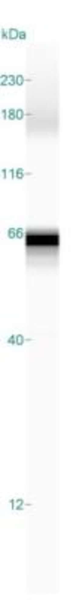 ZNF259 Antibody, Novus Biologicals 25 &mu;L, Unlabeled:Antibodies, Polyclonal