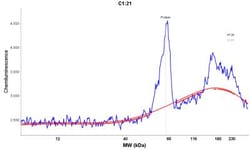 ZNF259 Antibody, Novus Biologicals 25 &mu;L, Unlabeled:Antibodies, Polyclonal