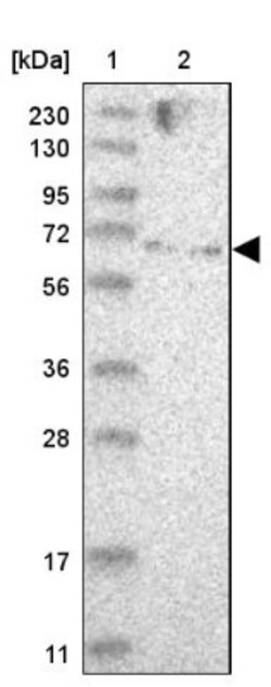ZNF274 Antibody, Novus Biologicals:Antibodies:Primary Antibodies