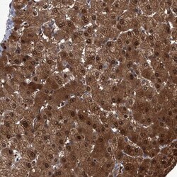 ZNF274 Antibody, Novus Biologicals:Antibodies:Primary Antibodies