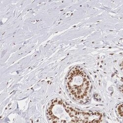 ZNF275 Antibody, Novus Biologicals 0.1mL; Unlabeled:Antibodies, Polyclonal