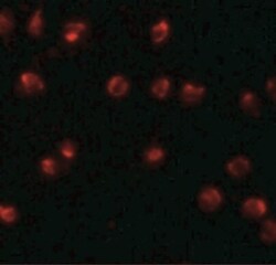 ZNF281 Antibody - BSA Free, Novus Biologicals 0.025 mg, Unconjugated:Antibodies,