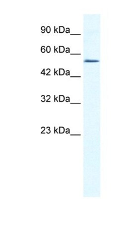 ZNF286 Antibody, Novus Biologicals 100&mu;L; Unlabeled:Antibodies, Polyclonal