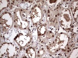 ZNF286 Antibody (OTI7D2), Novus Biologicals 0.1mL; Unlabeled:Antibodies,