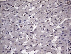 ZNF286 Antibody (OTI7D2), Novus Biologicals 0.1mL; Unlabeled:Antibodies,