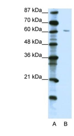 ZNF286 Antibody, Novus Biologicals:Antibodies:Primary Antibodies