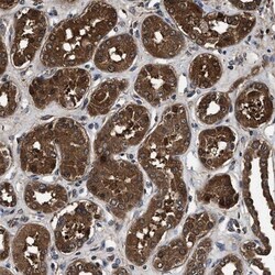 ZNF313 Antibody, Novus Biologicals 25 &mu;L; Unlabeled:Antibodies, Polyclonal