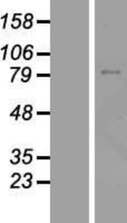 Novus Biologicals&trade;&nbsp;ZNF334 Overexpression Lysate
