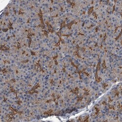 ZNF343 Antibody, Novus Biologicals 25 &mu;L; Unlabeled:Antibodies, Polyclonal