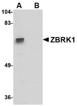 ZNF350 Antibody - BSA Free, Novus Biologicals 0.025 mg, Unconjugated:Antibodies,