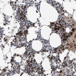 DC-SCRIPT/ZNF366 Antibody, Novus Biologicals:Antibodies:Primary Antibodies