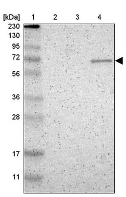 ZNF37A Antibody, Novus Biologicals:Antibodies:Primary Antibodies