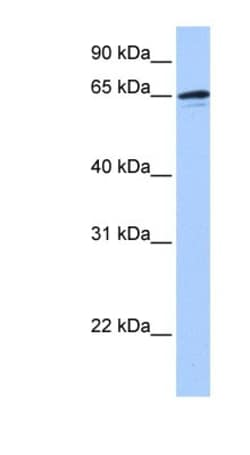 ZNF417 Antibody, Novus Biologicals™