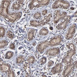 ZNF419A Antibody, Novus Biologicals 25 &mu;L; Unlabeled:Antibodies, Polyclonal