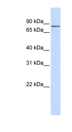 ZNF420 Antibody, Novus Biologicals 0.05mg; Unlabeled:Antibodies, Polyclonal