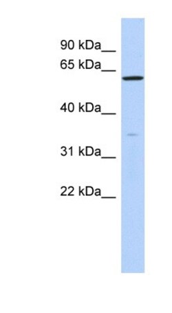 ZNF431 Antibody, Novus Biologicals 100&mu;L; Unlabeled:Antibodies, Polyclonal