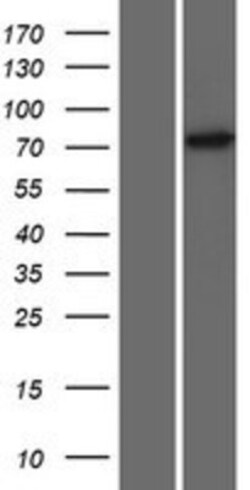 Novus Biologicals™ ZNF433 Overexpression Lysate