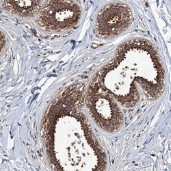 ZNF438 Antibody, Novus Biologicals 0.1mL; Unlabeled:Antibodies, Polyclonal